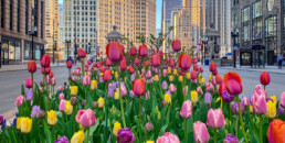 TK of the Best Spots to Enjoy Spring Flowers in Chicago