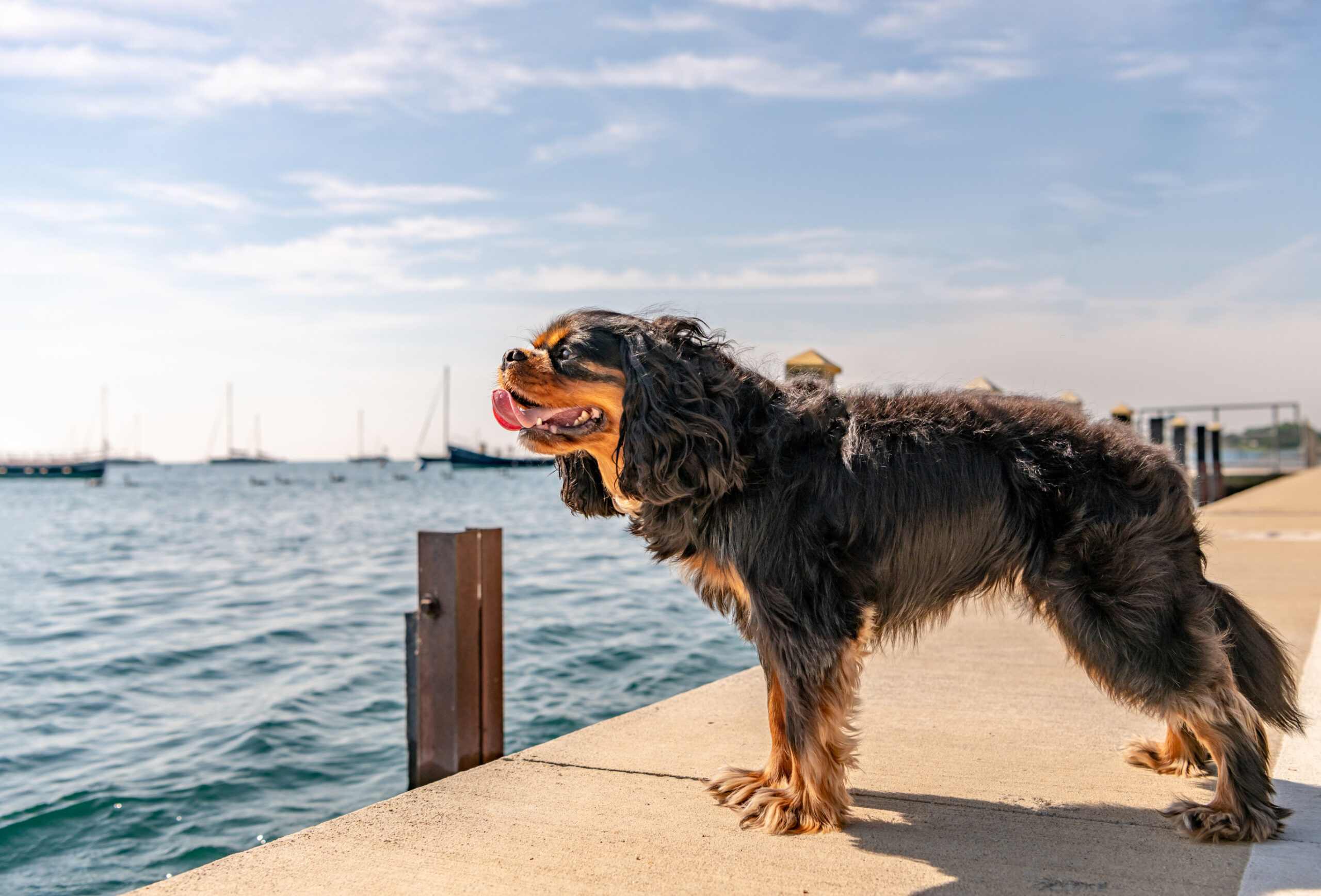 4 Dog Friendly Activities in Chicago